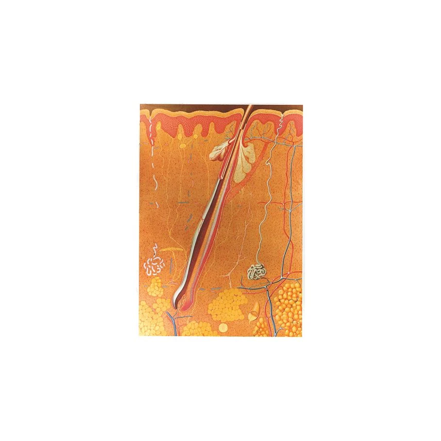 Miniatyrbild 2
